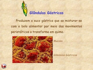 Glândulas Gástricas
Produzem o suco gástrico que ao misturar-se
com o bolo alimentar por meio dos movimentos
peristálticos o transforma em quimo.
Glândulas Gástricas
Mucosa
 