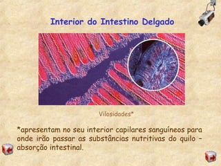 Interior do Intestino Delgado
Vilosidades*
*apresentam no seu interior capilares sanguíneos para
onde irão passar as substâncias nutritivas do quilo –
absorção intestinal.
 