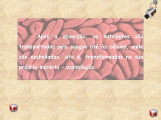 Após a absorção, os nutrientes são
transportados pelo sangue até às células, onde
são assimilados, isto é, transformados na sua
própria matéria – assimilação.
 