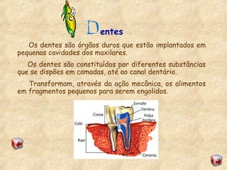 entes
Os dentes são órgãos duros que estão implantados em
pequenas cavidades dos maxilares.
Os dentes são constituídos por diferentes substâncias
que se dispões em camadas, até ao canal dentário.
Transformam, através da ação mecânica, os alimentos
em fragmentos pequenos para serem engolidos.
 