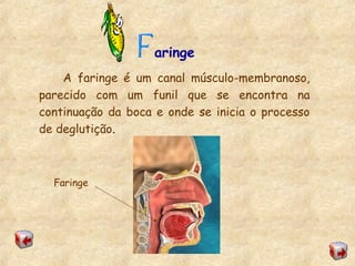 aringe
A faringe é um canal músculo-membranoso,
parecido com um funil que se encontra na
continuação da boca e onde se inicia o processo
de deglutição.
Faringe
 