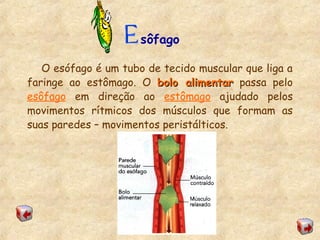 sôfago
O esófago é um tubo de tecido muscular que liga a
faringe ao estômago. O bolo alimentarbolo alimentar passa pelo
esôfago em direção ao estômago ajudado pelos
movimentos rítmicos dos músculos que formam as
suas paredes – movimentos peristálticos.
 