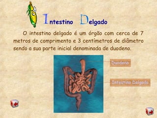 ntestino elgado
O intestino delgado é um órgão com cerca de 7
metros de comprimento e 3 centímetros de diâmetro
sendo a sua parte inicial denominada de duodeno.
Intestino Delgado
Duodeno
 