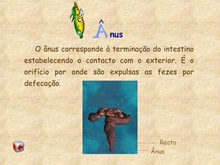 nus
^
O ânus corresponde à terminação do intestino
estabelecendo o contacto com o exterior. É o
orifício por onde são expulsas as fezes por
defecação.
Recto
Ânus
 