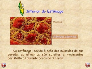 Interior do Estômago
Glândulas Gástricas
No estômago, devido à ação dos músculos da sua
parede, os alimentos são sujeitos a movimentos
peristálticos durante cerca de 3 horas.
Mucosa
 