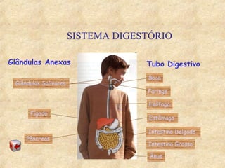 Glândulas Salivares
Pâncreas
Fígado
Faringe
Esôfago
Estômago
Intestino Delgado
Intestino Grosso
Ânus
Tubo DigestivoGlândulas Anexas
Boca
SISTEMA DIGESTÓRIO
 