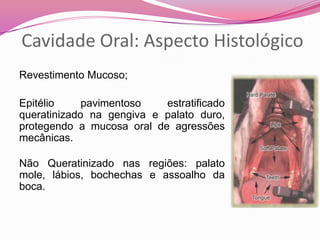 Cavidade Oral: Aspecto Histológico
Revestimento Mucoso;
Epitélio pavimentoso estratificado
queratinizado na gengiva e palato duro,
protegendo a mucosa oral de agressões
mecânicas.
Não Queratinizado nas regiões: palato
mole, lábios, bochechas e assoalho da
boca.
 