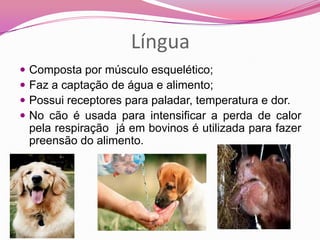Língua
 Composta por músculo esquelético;
 Faz a captação de água e alimento;
 Possui receptores para paladar, temperatura e dor.
 No cão é usada para intensificar a perda de calor
pela respiração já em bovinos é utilizada para fazer
preensão do alimento.
 
