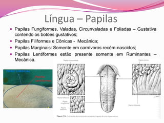 Língua – Papilas
 Papilas Fungiformes, Valadas, Circunvaladas e Foliadas – Gustativa
contendo os botões gustativos;
 Papilas Filiformes e Cônicas - Mecânica;
 Papilas Marginais: Somente em carnívoros recém-nascidos;
 Papilas Lentiformes estão presente somente em Ruminantes –
Mecânica.
 
