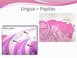 Língua – Papilas
 