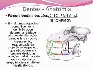 Dentes - Anatomia
 Fórmula dentária dos cães: 3I 1C 4PM 2M x2
3I 1C 4PM 3M
 Em algumas espécies
como Equinos a
dentição pode
determinar a idade
através de alterações
características como
crescimento,
regularidade da
erupção e desgaste, o
que não ocorre em
caninos devido as
variações individuais de
raça na época da
erupção, dieta e hábitos
mastigatórios.
 