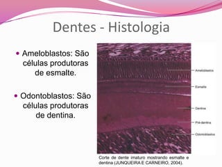 Dentes - Histologia
 Ameloblastos: São
células produtoras
de esmalte.
 Odontoblastos: São
células produtoras
de dentina.
Corte de dente imaturo mostrando esmalte e
dentina (JUNQUEIRA E CARNEIRO, 2004).
 