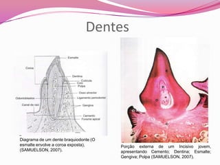Dentes
Porção externa de um Incisivo jovem,
apresentando Cemento; Dentina; Esmalte;
Gengiva; Polpa (SAMUELSON, 2007).
Diagrama de um dente braquiodonte (O
esmalte envolve a coroa exposta),
(SAMUELSON, 2007).
 