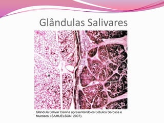 Glândulas Salivares
Glândula Salivar Canina apresentando os Lóbulos Serosos e
Mucosos (SAMUELSON, 2007).
 