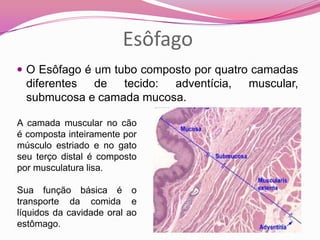 Esôfago
 O Esôfago é um tubo composto por quatro camadas
diferentes de tecido: adventícia, muscular,
submucosa e camada mucosa.
A camada muscular no cão
é composta inteiramente por
músculo estriado e no gato
seu terço distal é composto
por musculatura lisa.
Sua função básica é o
transporte da comida e
líquidos da cavidade oral ao
estômago.
 