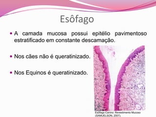 Esôfago
 A camada mucosa possui epitélio pavimentoso
estratificado em constante descamação.
 Nos cães não é queratinizado.
 Nos Equinos é queratinizado.
Esôfago Canino: Revestimento Mucoso
(SAMUELSON, 2007).
 