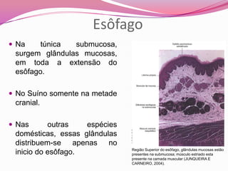 Esôfago
 Na túnica submucosa,
surgem glândulas mucosas,
em toda a extensão do
esôfago.
 No Suíno somente na metade
cranial.
 Nas outras espécies
domésticas, essas glândulas
distribuem-se apenas no
inicio do esôfago. Região Superior do esôfago, glândulas mucosas estão
presentes na submucosa; músculo estriado esta
presente na camada muscular (JUNQUEIRA E
CARNEIRO, 2004).
 