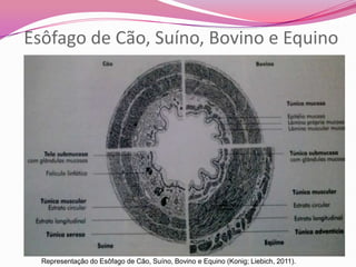 Esôfago de Cão, Suíno, Bovino e Equino
Representação do Esôfago de Cão, Suíno, Bovino e Equino (Konig; Liebich, 2011).
 
