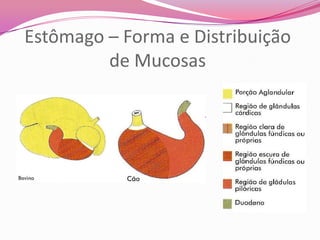 Estômago – Forma e Distribuição
de Mucosas
 