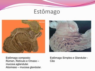 Estômago
Estômago Simples e Glandular -
Cão
Estômago composto:
Rúmen, Retículo e Omaso –
mucosa aglandular.
Abomaso – mucosa glandular.
 