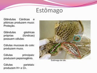 Estômago
Glândulas Cárdicas e
pilóricas produzem muco:
Proteção.
Glândulas gástricas
próprias (fúndicas)
possuem células:
Células mucosas do colo:
produzem muco.
Células principais:
produzem pepsinogênio.
Células parietais:
produzem H+ e Cl-.
Estômago de cão.
 