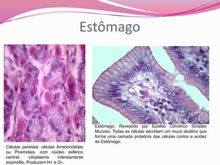 Estômago
Estômago: Revestido por Epitélio Cilíndrico Simples
Mucoso. Todas as células secretam um muco alcalino que
forma uma camada protetora das células contra a acidez
do Estômago.
Células parietais: células Arredondadas
ou Piramidais, com núcleo esférico
central, citoplasma intensamente
eosinófilo. Produzem H+ e Cl-.
 