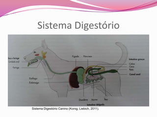 Sistema Digestório
Sistema Digestório Canino (Konig; Liebich, 2011).
 
