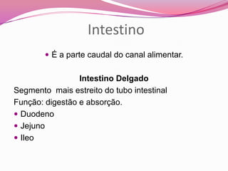 Intestino
 É a parte caudal do canal alimentar.
Intestino Delgado
Segmento mais estreito do tubo intestinal
Função: digestão e absorção.
 Duodeno
 Jejuno
 Ileo
 