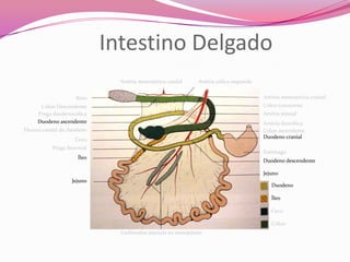 Intestino Delgado
Reto
Cólon Descendente
Prega duodenocólica
Duodeno ascendente
Flexura caudal do duodeno
Ceco
Prega ileocecal
Íleo
Jejuno
Artéria mesentérica cranial
Cólon transverso
Artéria jejunal
Artéria ileocólica
Cólon ascendente
Duodeno cranial
Estômago
Duodeno descendente
Jejuno
Duodeno
Íleo
Ceco
Cólon
Linfonodos jejunais no mesojejuno
Artéria mesentérica caudal Artéria cólica esquerda
 