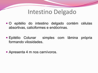  O epitélio do intestino delgado contém células
absortivas, caliciformes e endócrinas.
 Epitélio Colunar simples com lâmina própria
formando vilosidades.
 Apresenta 4 m nos carnívoros.
Intestino Delgado
 