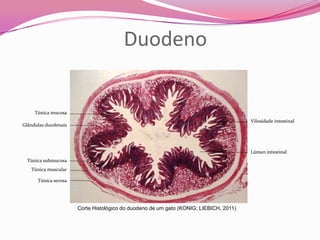Túnica mucosa
Glândulas duodenais
Túnica submucosa
Túnica muscular
Túnica serosa
Vilosidade intestinal
Lúmen intestinal
Duodeno
Corte Histológico do duodeno de um gato (KONIG; LIEBICH, 2011)
 