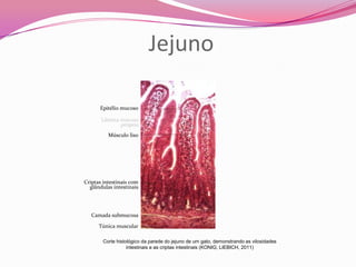 Epitélio mucoso
Lâmina mucosa
própria
Músculo liso
Criptas intestinais com
glândulas intestinais
Camada submucosa
Túnica muscular
Jejuno
Corte histológico da parede do jejuno de um gato, demonstrando as vilosidades
intestinais e as criptas intestinais (KONIG; LIEBICH, 2011)
 