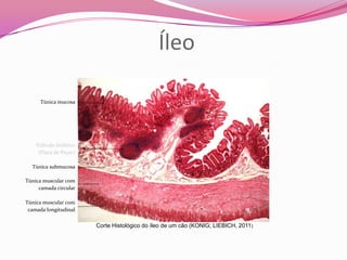 Túnica mucosa
Folículo linfático
(Placa de Peyer)
Túnica submucosa
Túnica muscular com
camada circular
Túnica muscular com
camada longitudinal
Íleo
Corte Histológico do íleo de um cão (KONIG; LIEBICH, 2011)
 