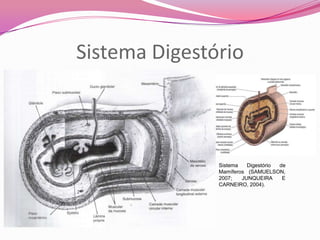 Sistema Digestório
Sistema Digestório de
Mamíferos (SAMUELSON,
2007; JUNQUEIRA E
CARNEIRO, 2004).
 