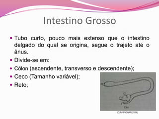 Intestino Grosso
 Tubo curto, pouco mais extenso que o intestino
delgado do qual se origina, segue o trajeto até o
ânus.
 Divide-se em:
 Cólon (ascendente, transverso e descendente);
 Ceco (Tamanho variável);
 Reto;
 
