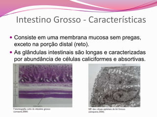 Intestino Grosso - Características
 Consiste em uma membrana mucosa sem pregas,
exceto na porção distal (reto).
 As glândulas intestinais são longas e caracterizadas
por abundância de células caliciformes e absortivas.
 