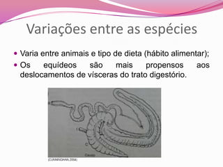 Variações entre as espécies
 Varia entre animais e tipo de dieta (hábito alimentar);
 Os equídeos são mais propensos aos
deslocamentos de vísceras do trato digestório.
 