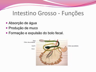  Absorção de água
 Produção de muco
 Formação e expulsão do bolo fecal.
Intestino Grosso - Funções
 