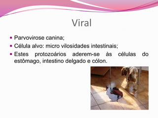 Viral
 Parvovirose canina;
 Célula alvo: micro vilosidades intestinais;
 Estes protozoários aderem-se às células do
estômago, intestino delgado e cólon.
 