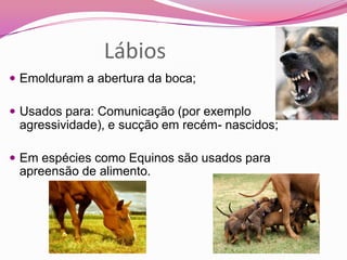 Lábios
 Emolduram a abertura da boca;
 Usados para: Comunicação (por exemplo
agressividade), e sucção em recém- nascidos;
 Em espécies como Equinos são usados para
apreensão de alimento.
 