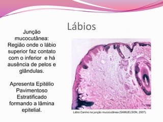 Lábios
Lábio Canino na junção mucocutânea (SAMUELSON, 2007).
Junção
mucocutânea:
Região onde o lábio
superior faz contato
com o inferior e há
ausência de pelos e
glândulas.
Apresenta Epitélio
Pavimentoso
Estratificado
formando a lâmina
epitelial.
 