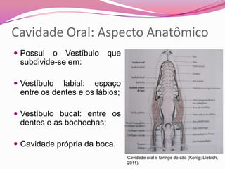 Cavidade Oral: Aspecto Anatômico
 Possui o Vestíbulo que
subdivide-se em:
 Vestíbulo labial: espaço
entre os dentes e os lábios;
 Vestíbulo bucal: entre os
dentes e as bochechas;
 Cavidade própria da boca.
Cavidade oral e faringe do cão (Konig; Liebich,
2011).
 