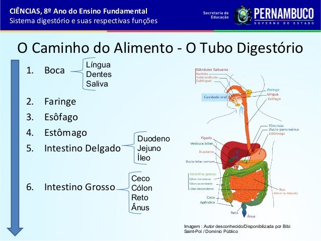 Sistema digestório e suas respectivas funções