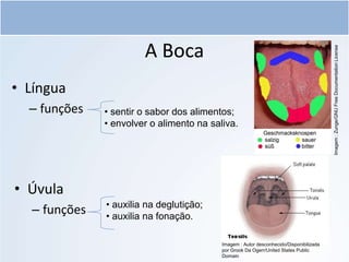 Sistema digestório e suas respectivas funções.ppt