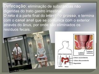 Defecação: eliminação de substâncias não
digeridas do trato gastro intestinal.
O reto é a parte final do intestino grosso, e termina
com o canal anal que se comunica com o exterior
através do ânus, por onde são eliminados os
resíduos fecais.
 