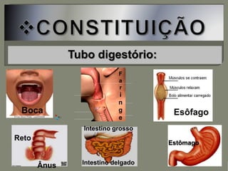 Tubo digestório:
Boca
F
a
r
i
n
g
e
Esôfago
Reto
Ânus
Intestino grosso
Intestino delgado
Estômago
 