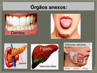 Duodeno
Dentes
Língua
Glândulas salivares
Fígado
Vesícula biliar
 