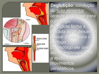 Deglutição: condução
do bolo alimentar
através da faringe para
o esôfago.
A epiglote fecha a
entrada do ar deixando
passar o bolo para o
esôfago.
Do esôfago ele desce
até ao estômago com
a ajuda dos
movimentos
peristálticos.
 