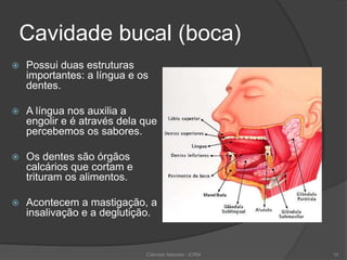 Cavidade bucal (boca)
 Possui duas estruturas
importantes: a língua e os
dentes.
 A língua nos auxilia a
engolir e é através dela que
percebemos os sabores.
 Os dentes são órgãos
calcários que cortam e
trituram os alimentos.
 Acontecem a mastigação, a
insalivação e a deglutição.
Ciências Naturais - ICRM 10
 