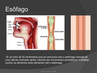 Esôfago
Ciências Naturais - ICRM 13
É um tubo de 25 centímetros que se comunica com o estômago através de
uma válvula chamada cárdia. Através dos movimentos peristálticos, o esôfago
conduz os alimentos (bolo alimentar) até o estômago.
 